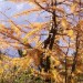 Herbst im Schanfigg