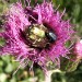 Distel