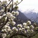 Frühling in Maladers