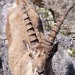 Neugieriger Steinbock