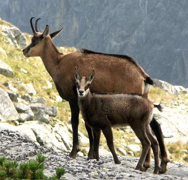 Wildbeobachtung Gämse mit Kitz.jpg